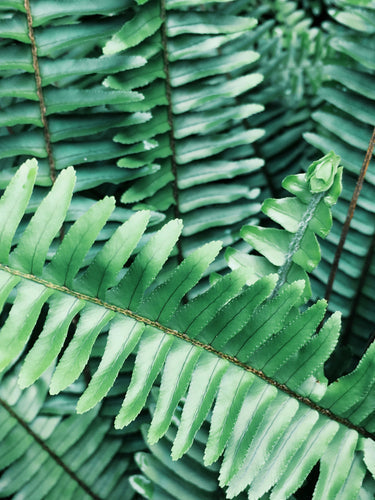 10 plantes qui purifient l'air intérieur
