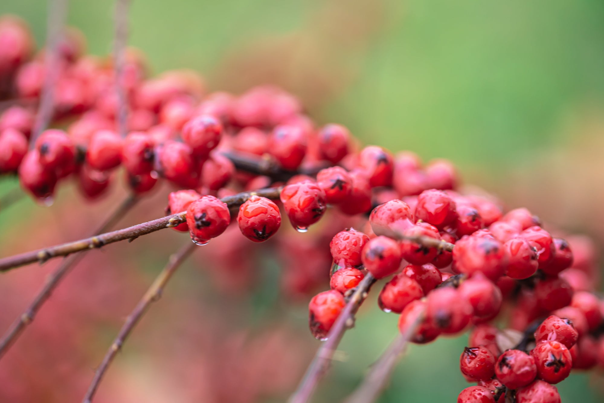 Fiche plantes & aliments - La baie de Schisandra