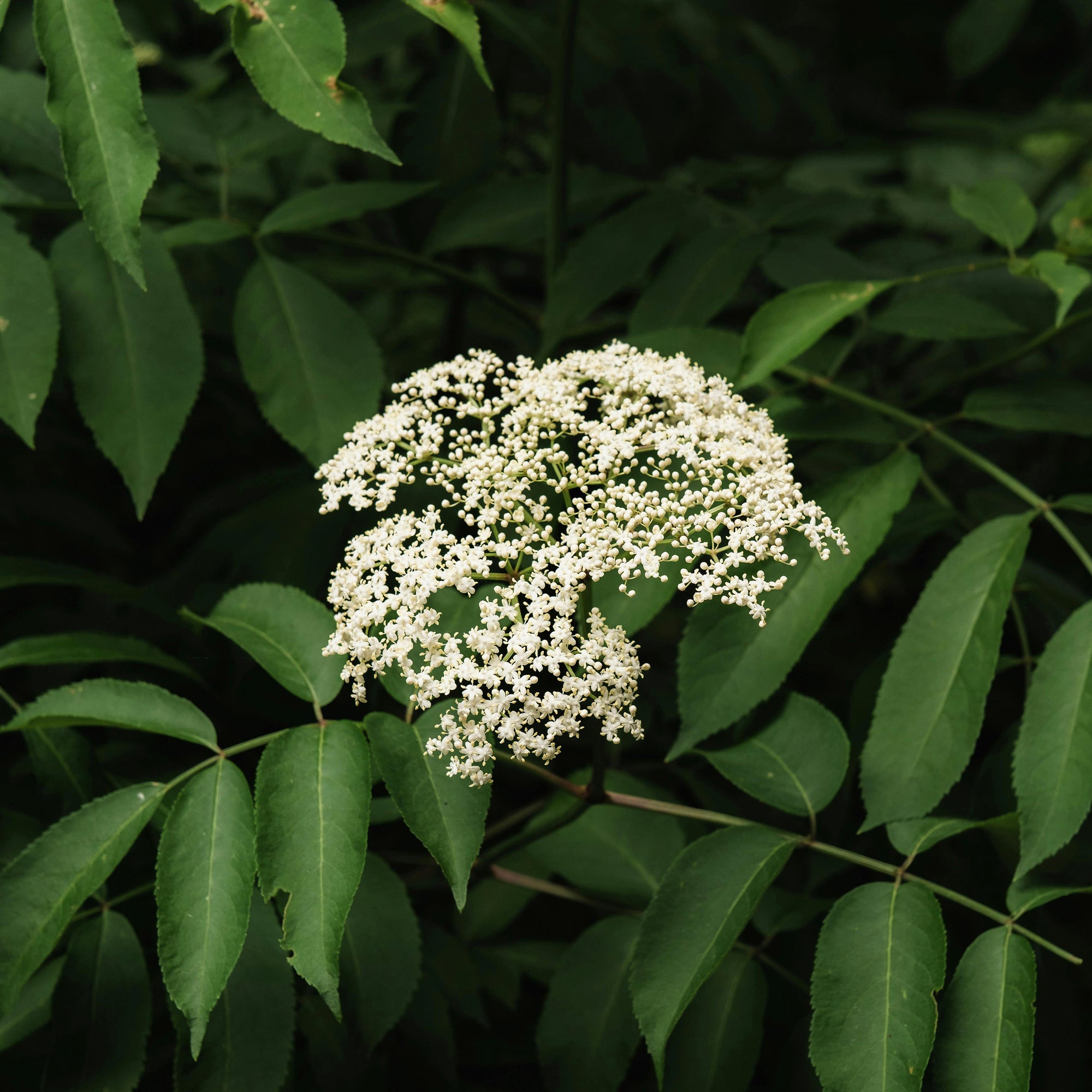 Fiche plantes & aliments - Sureau ( fleurs )