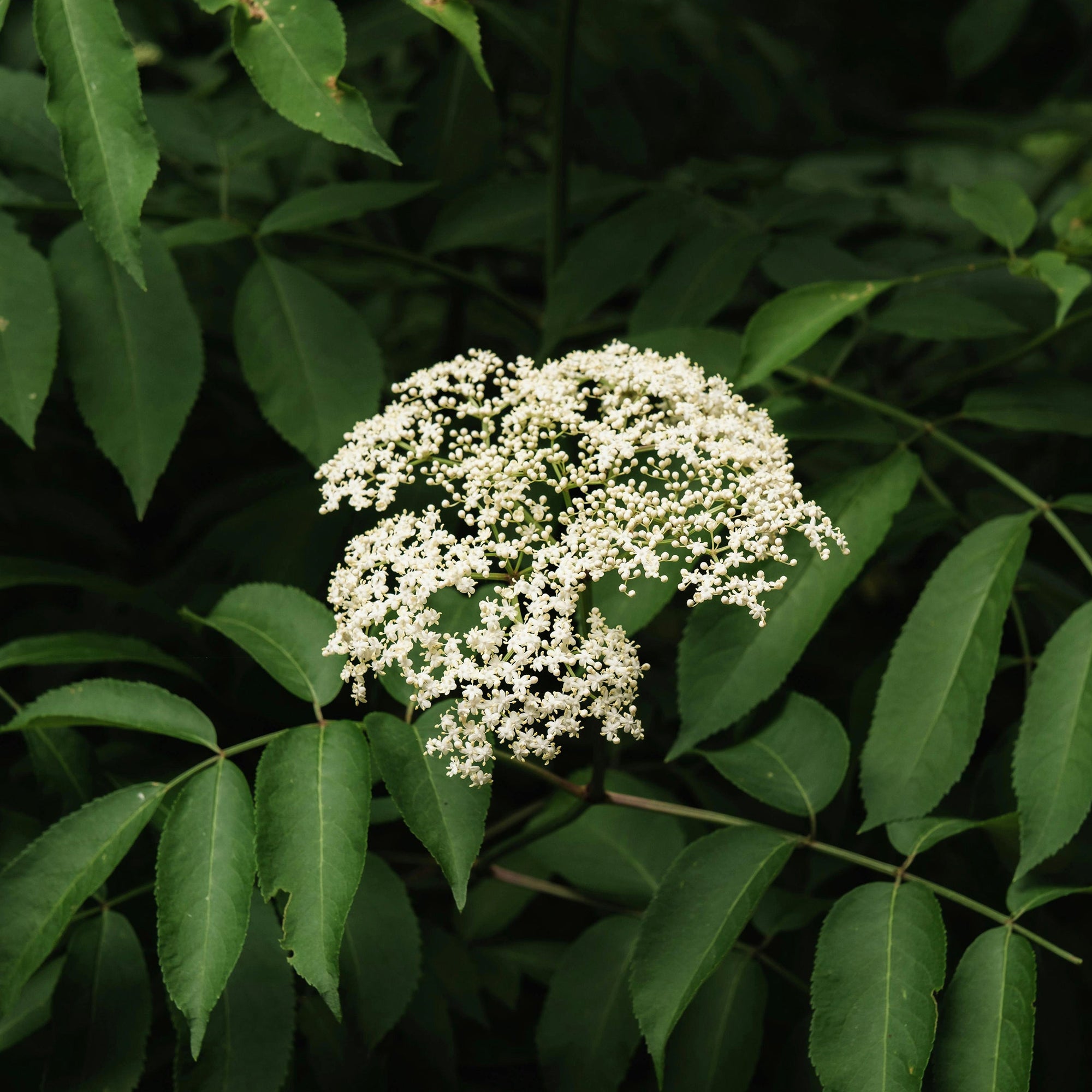 Fiche plantes & aliments - Sureau ( fleurs )