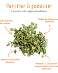 Bourse à Pasteur - La plante anti-règles abondantes